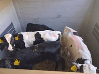 ხარი, Russian Black pied cattle — ფოტო 8