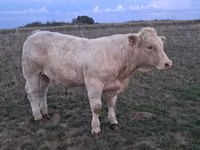 Byk, Charolais cattle — zdjęcie 8