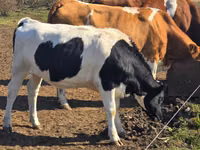 Krowa, Russian Black pied cattle — zdjęcie 1