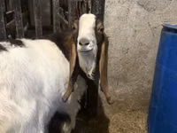 თხა, Kamori goats — ფოტო 3