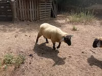 Koç, White Suffolk sheep — foto 6