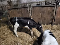 Buğa, Russian Black pied cattle — foto 2