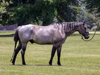 Koń, Quarter Horse — zdjęcie 2