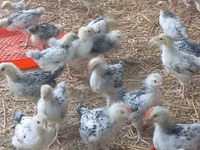 Chickens — foto 3