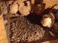Chickens — புகைப்படம் 1