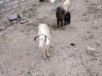 Echki, Echkilar — 4-rasm