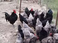 Australorp — foto 5
