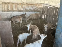 Cabras (lote, sexo no especificado), Alpine goat — foto 6
