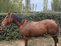 Kobyła, Konie — zdjęcie 3