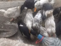 Ducks — foto 4