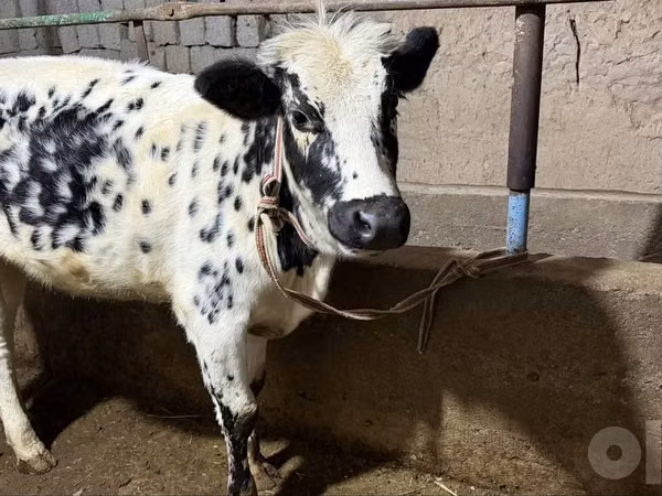 Vache, Russian Black pied cattle