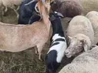 Ziegenbock, Ziegen — Foto 1