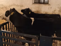 Buqa, Russian Black pied cattle — 7-rasm