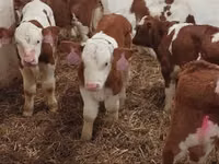 Byk, Simmental cattle — zdjęcie 3