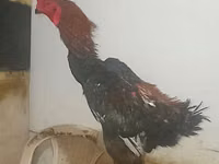 Shamo chickens — foto 4