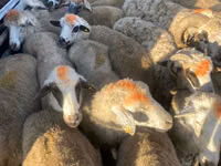 عنزة, الماعز — الصورة 4