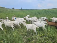 Echki, Saanen goat — 3-rasm