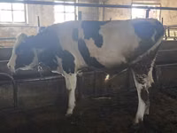 Touro, Simmental cattle — foto 3