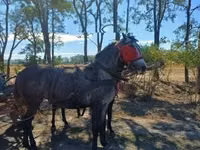 Jument, Chevaux — photo 3