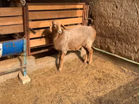 母羊, Hissar sheep — 照片 6