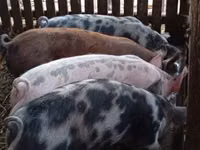 Boar, Pigs — photo 2