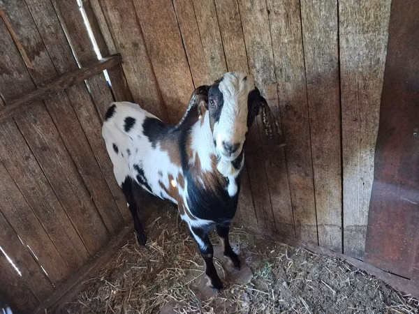 ஆண் வெள்ளாடு, Nubian Goat