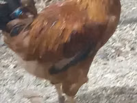 Chickens — photo 3