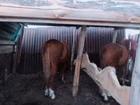 Kůň, Kazakh horse — foto 4