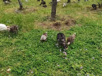 Turkeys — zdjęcie 2
