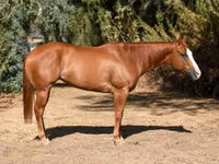 კვიცი, Quarter Horse — ფოტო 1