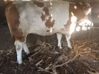 காளை, Simmental cattle — புகைப்படம் 1