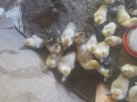 Ducks — zdjęcie 2