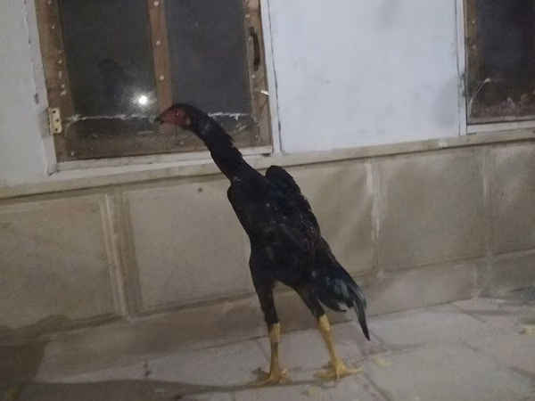 Gallinas Shamo