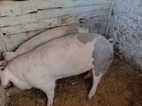 Locha, Świnie — zdjęcie 1