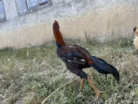 Chickens — foto 1