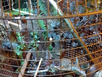 Dekorativ quş qəfəsi – əl işidir - Material: metal tor, taxta baza və — الصورة 2