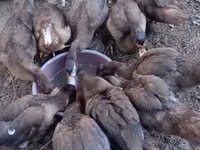 Ducks — 6-rasm