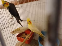 Məhsul: Nimfa (Cockatiel) cütlükləri və yuvalama dəsti Korella — photo 2