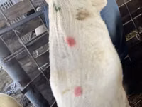 Ovce, Krasnoyarsk sheep — foto 5