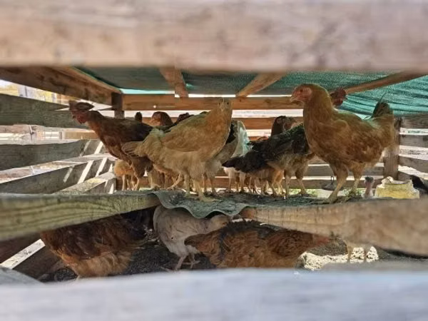 Chickens