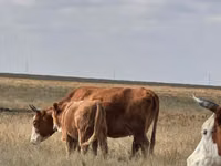 Vaca, Latvian Blue cattle — foto 2
