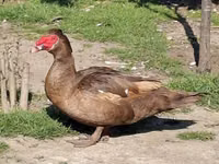 Ducks — 2-rasm