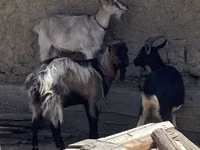 Cabro, Cabras — foto 2