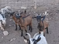 Kozioł, Pomellata goat — zdjęcie 6
