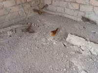 Quails — foto 2