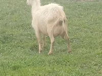 Echki, Saanen goat — 1-rasm