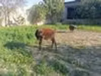 Kůň, Koně — foto 8