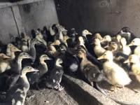 Ducks — zdjęcie 6