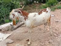 Keçilər (partiya, cinsi göstərilməyib), Keçilər — foto 4