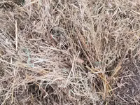 Yemlik quru ot Təcili satılır pul ehtiyac di qiymətə razılaşma var - — foto 2